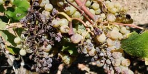 Borba protiv sive truleži na grožđu - preparati i metode borbe, kako liječiti i prerađivati